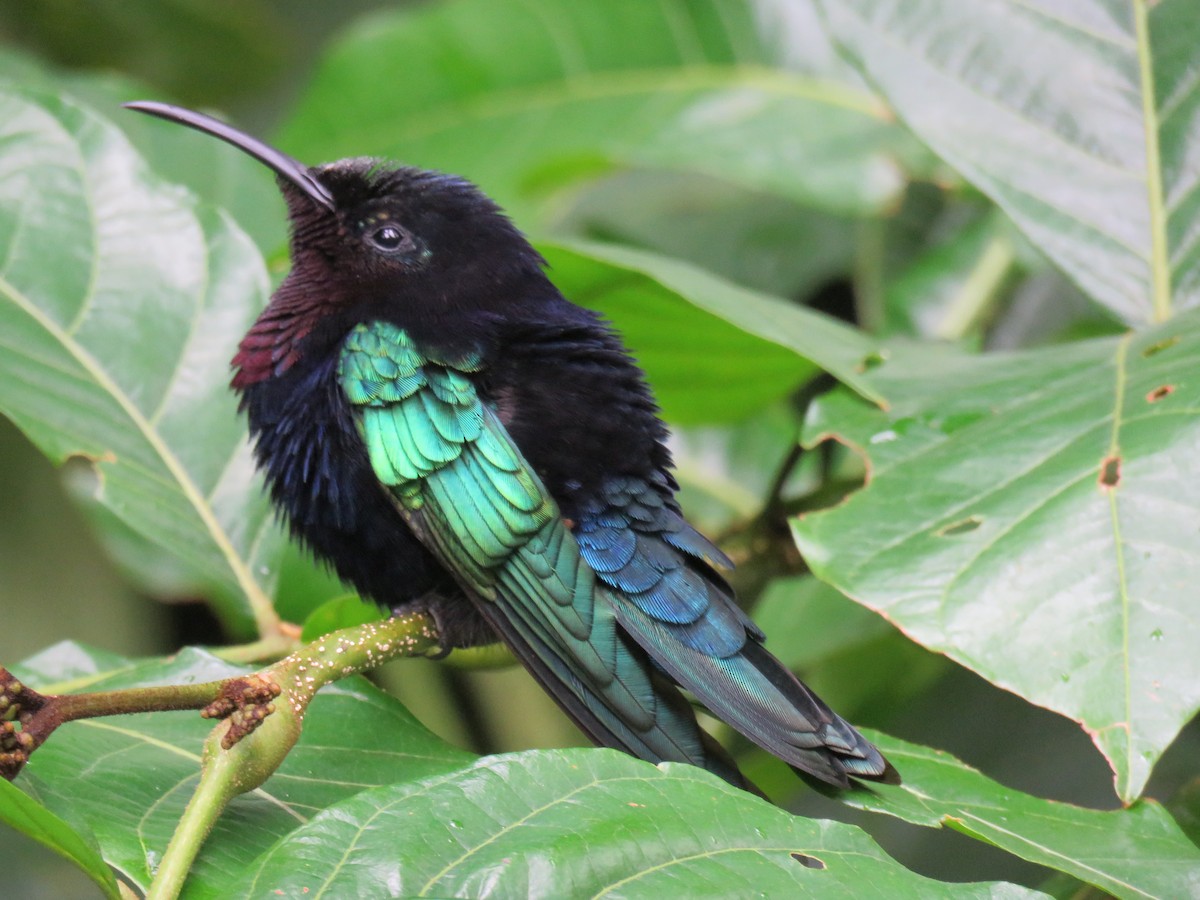 Purple-throated Carib - ML43681861