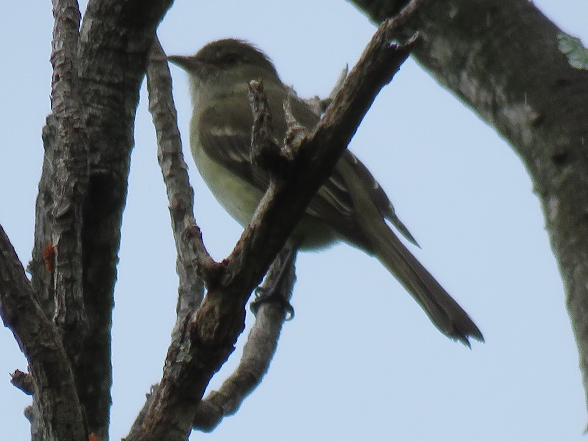 Caribbean Elaenia - ML43681891