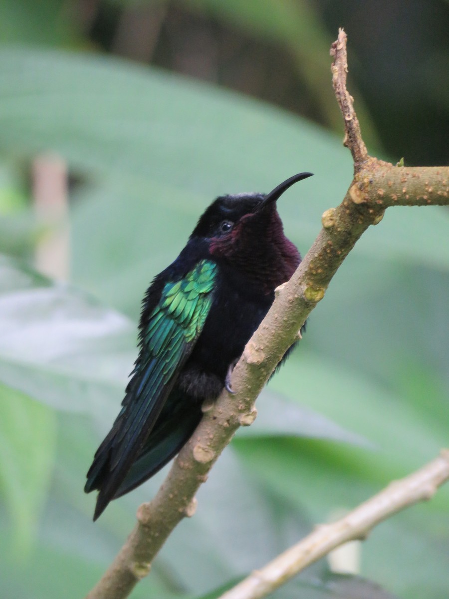 Colibrí Caribeño Gorjimorado - ML43681901