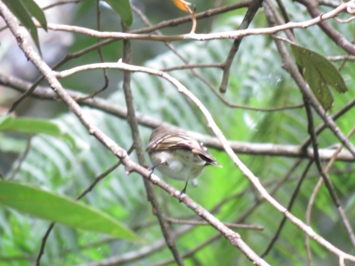 Caribbean Elaenia - ML43681911