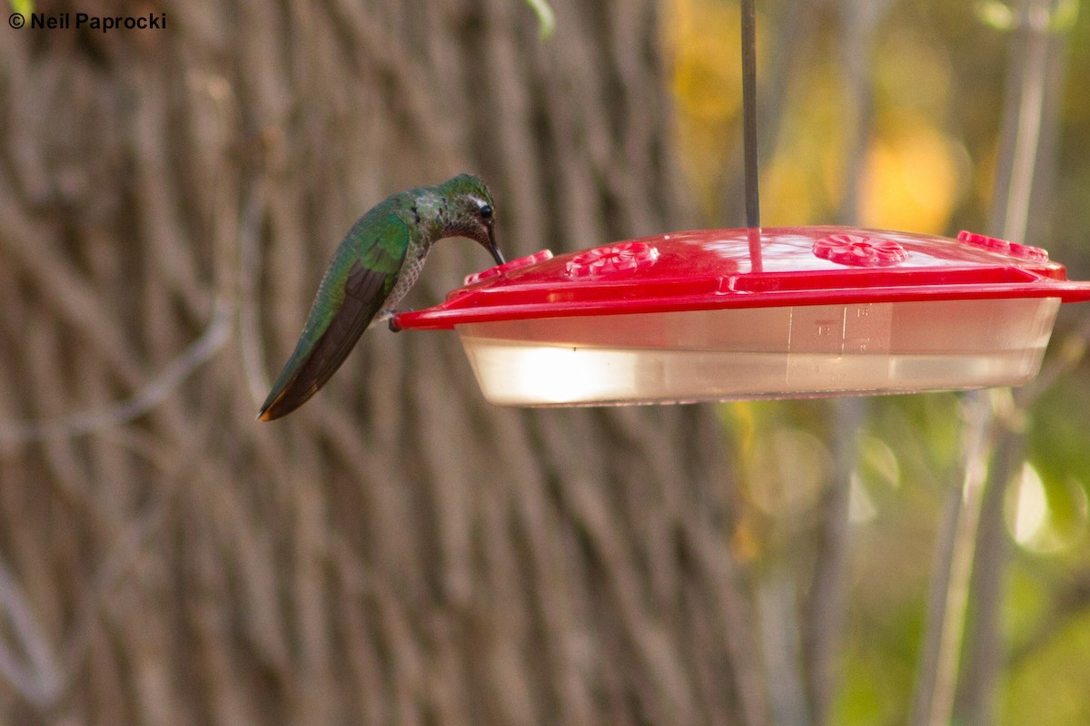 Rivoli's Hummingbird - Neil Paprocki