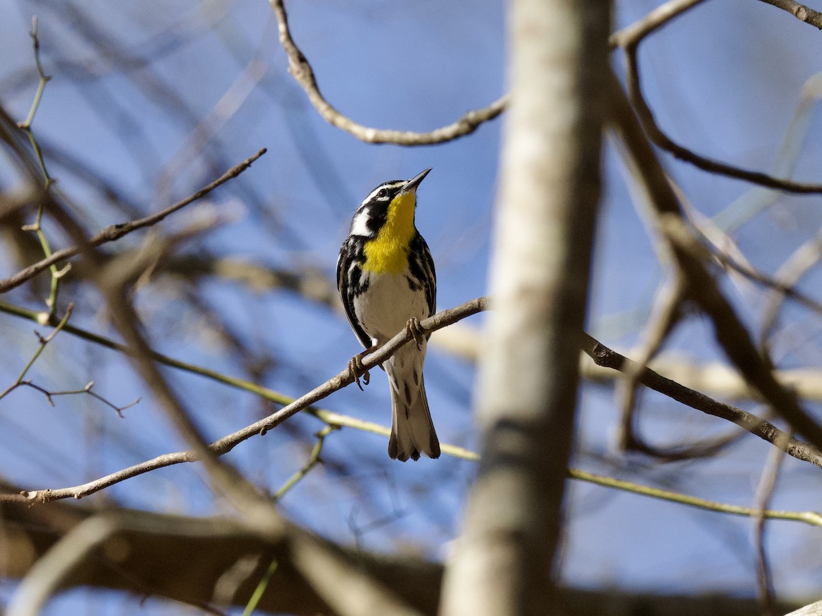 Yellow-throated Warbler - ML436820221