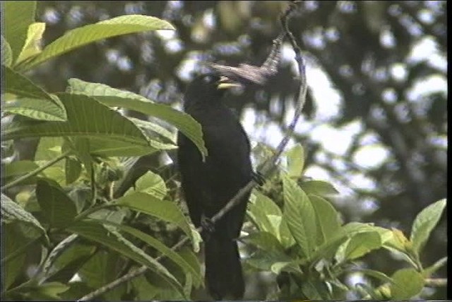 ヒゴシツリスドリ（uropygialis） - ML436822