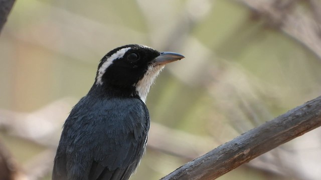 Red-breasted Chat - ML436822921