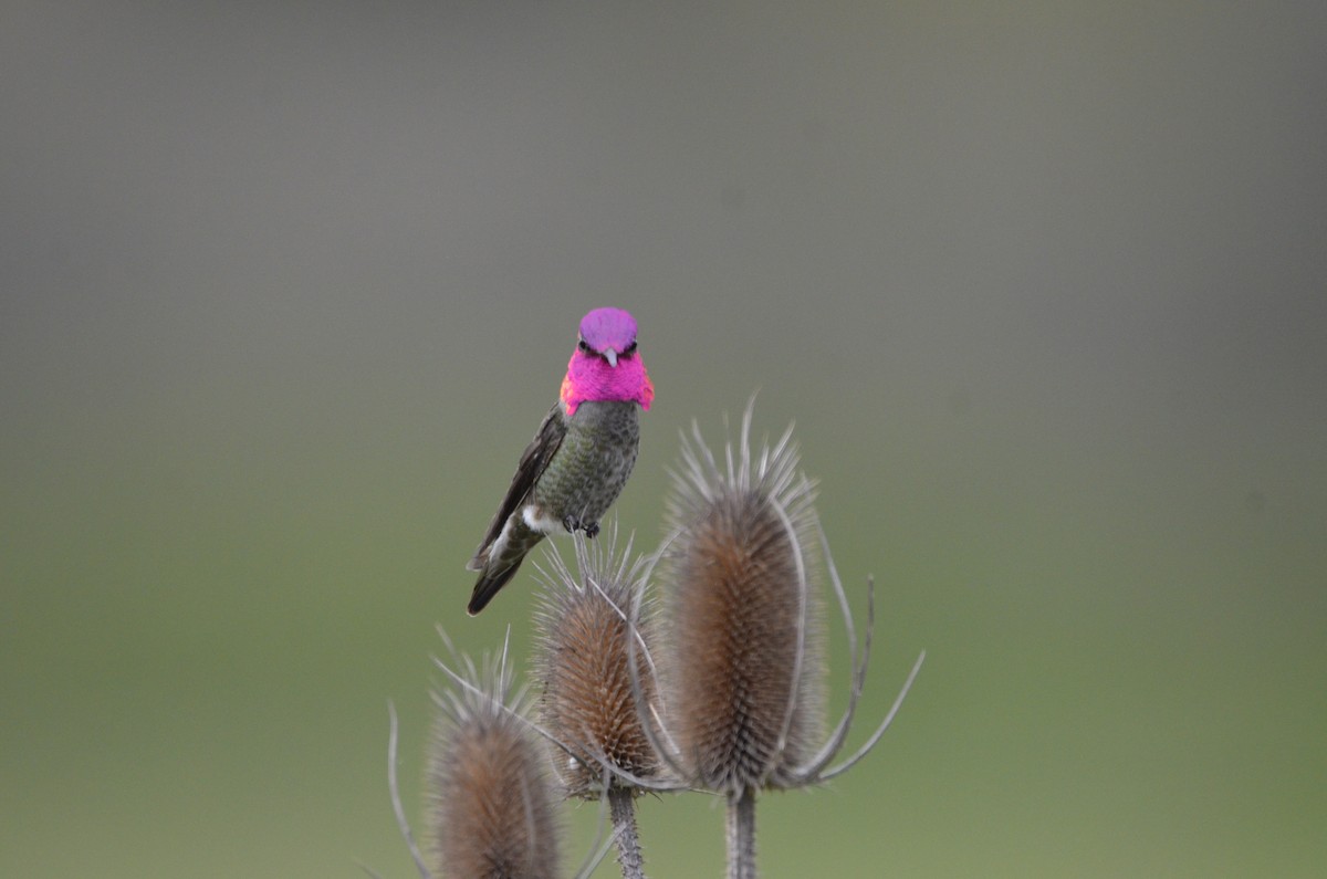 Anna's Hummingbird - ML436824121