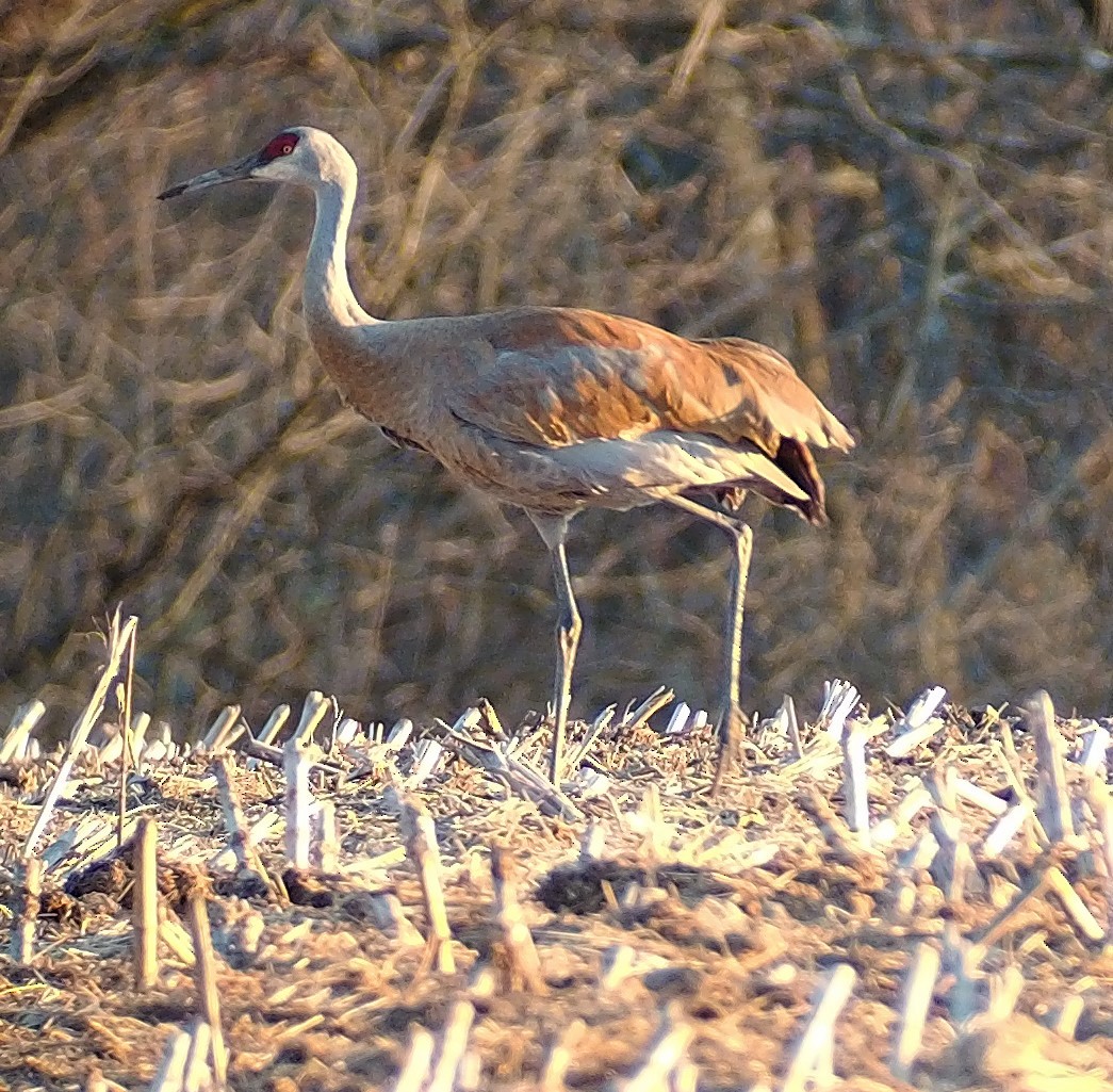 עגור קנדי - ML436824151