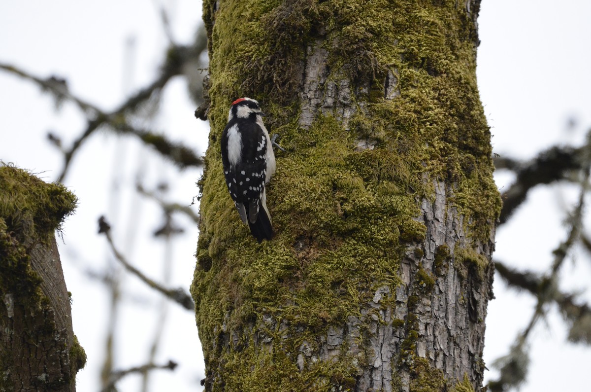 Downy Woodpecker - ML436824981