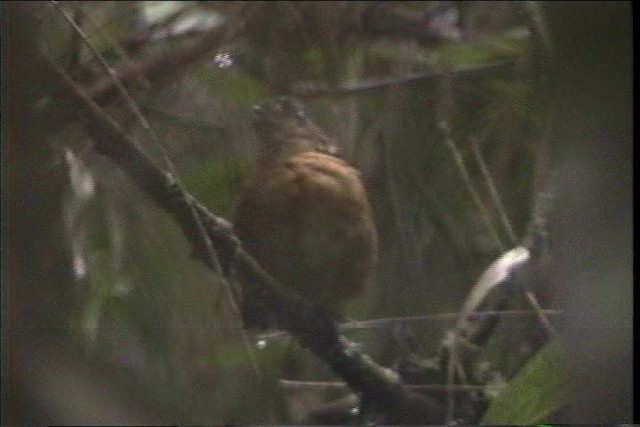 Slate-crowned Antpitta - ML436825