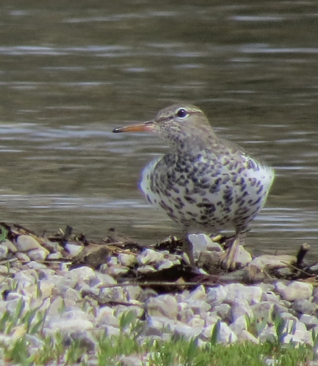 Spotted Sandpiper - ML436825871