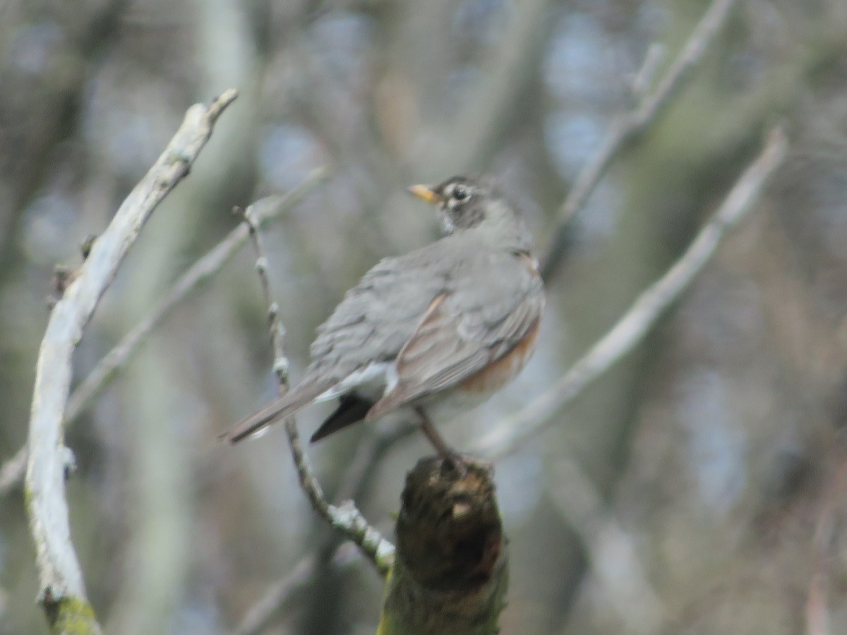 American Robin - ML436827411