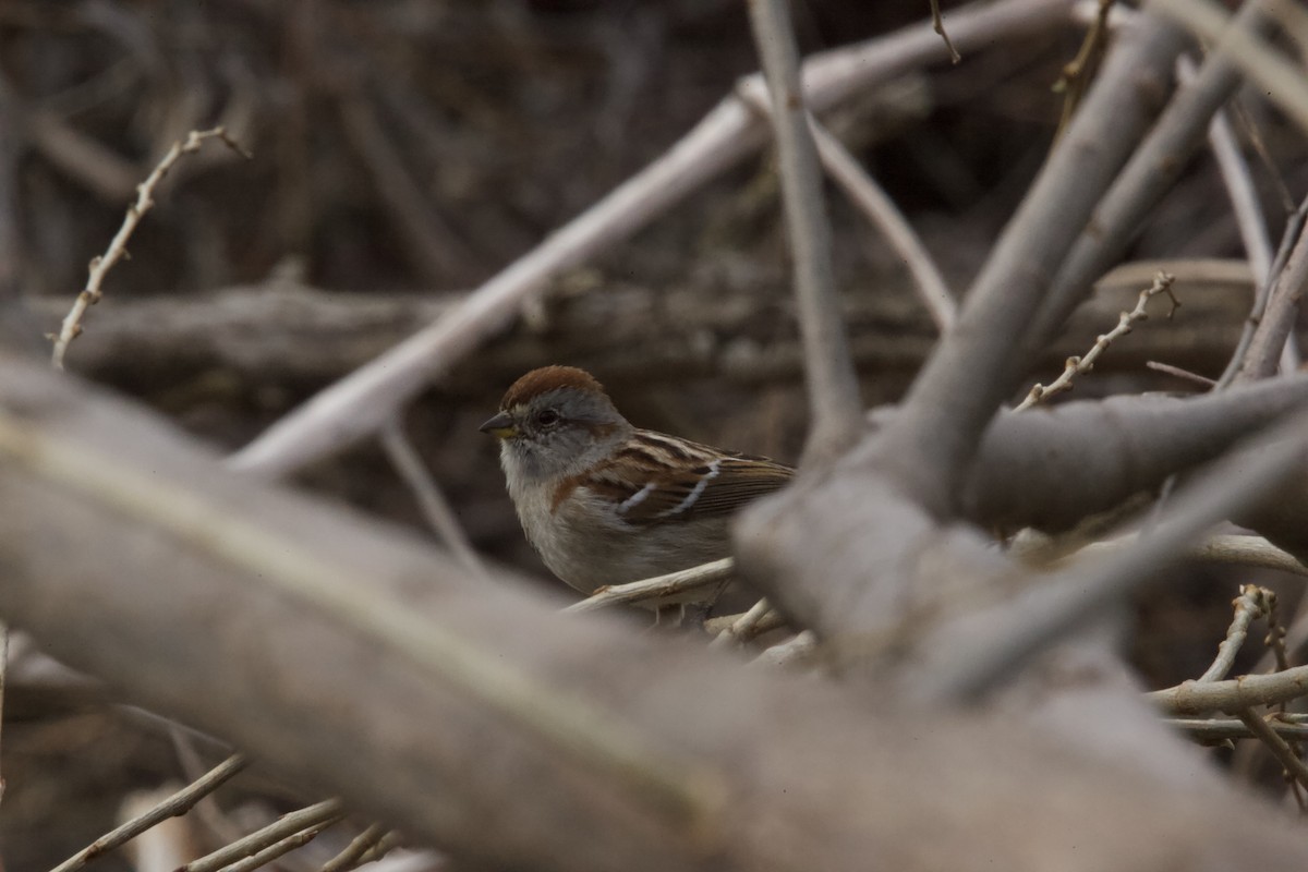 Hudson Körfezi Serçesi - ML436828491