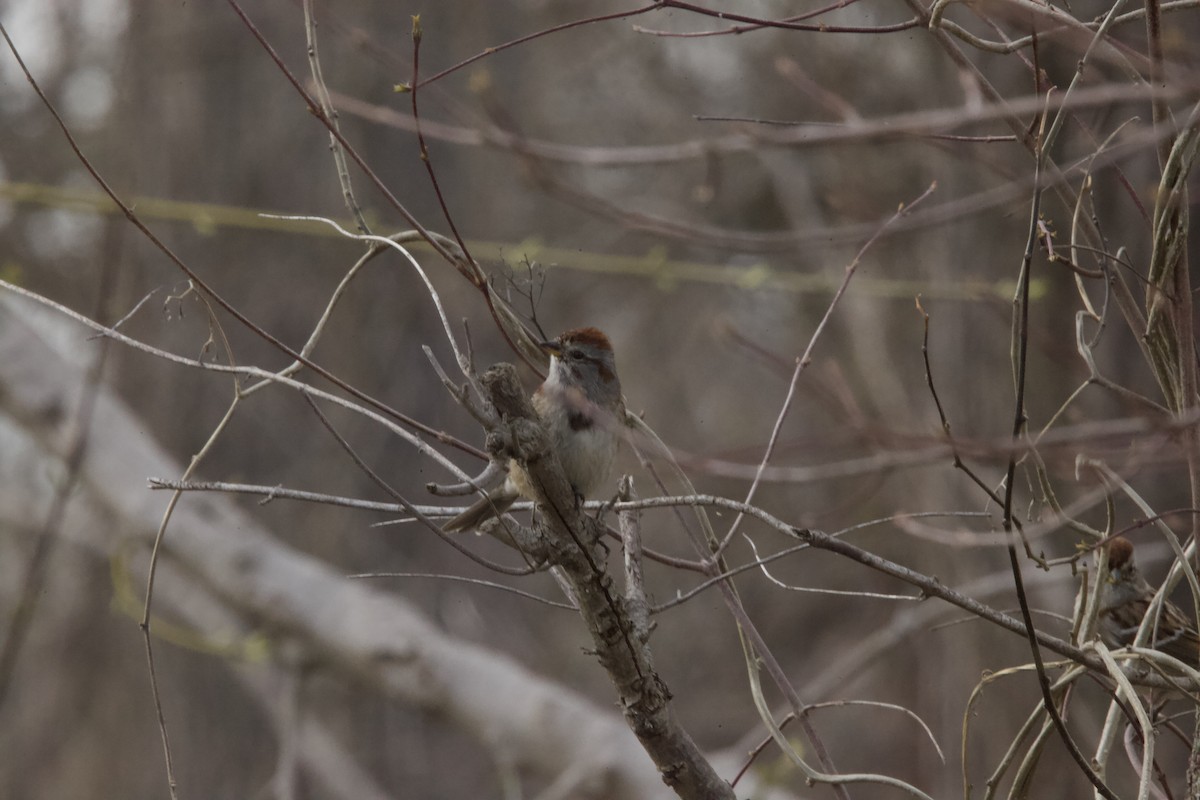 Hudson Körfezi Serçesi - ML436828511