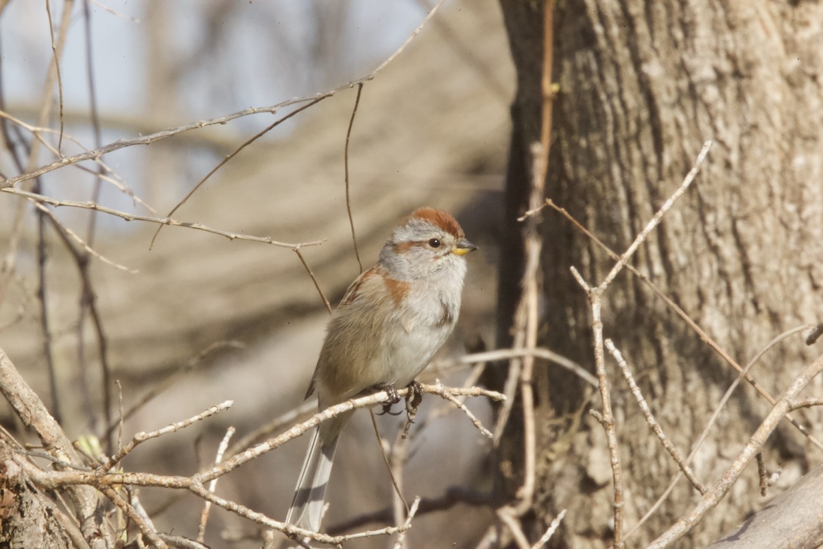 Hudson Körfezi Serçesi - ML436828581