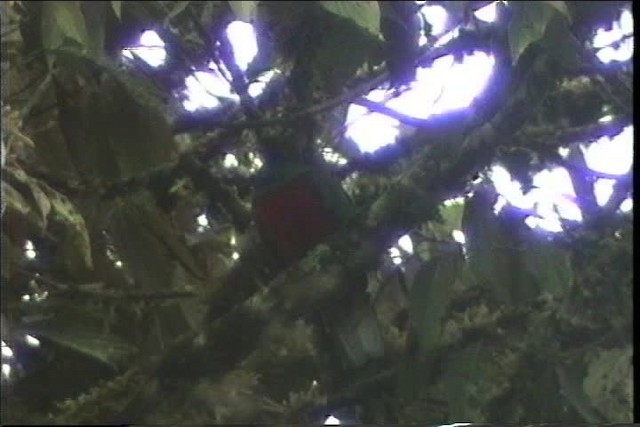 Crested Quetzal - ML436829