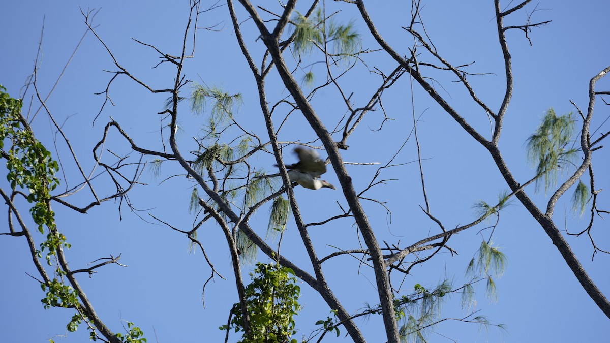 Channel-billed Cuckoo - ML436830501