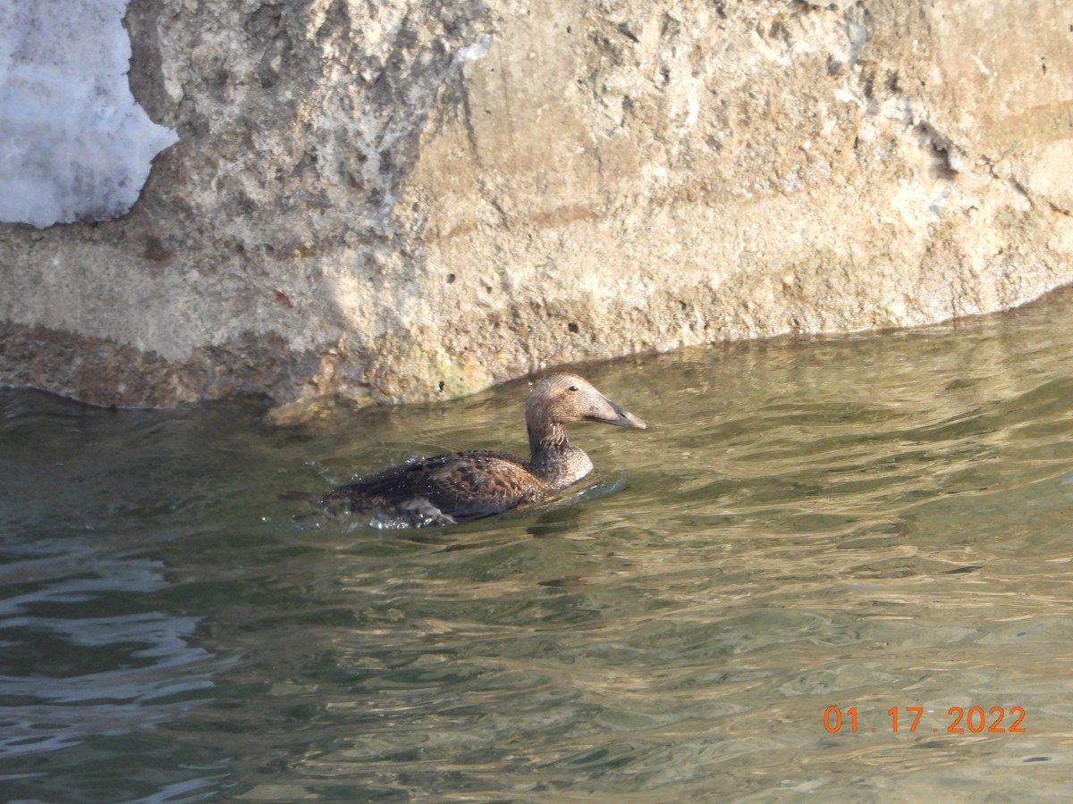 Common Eider - ML436831601