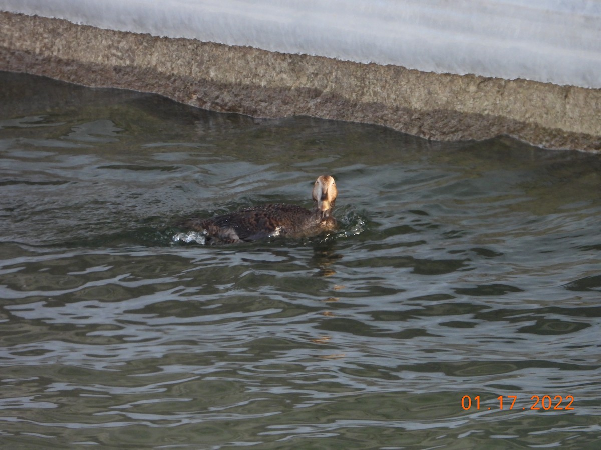 Common Eider - ML436831611