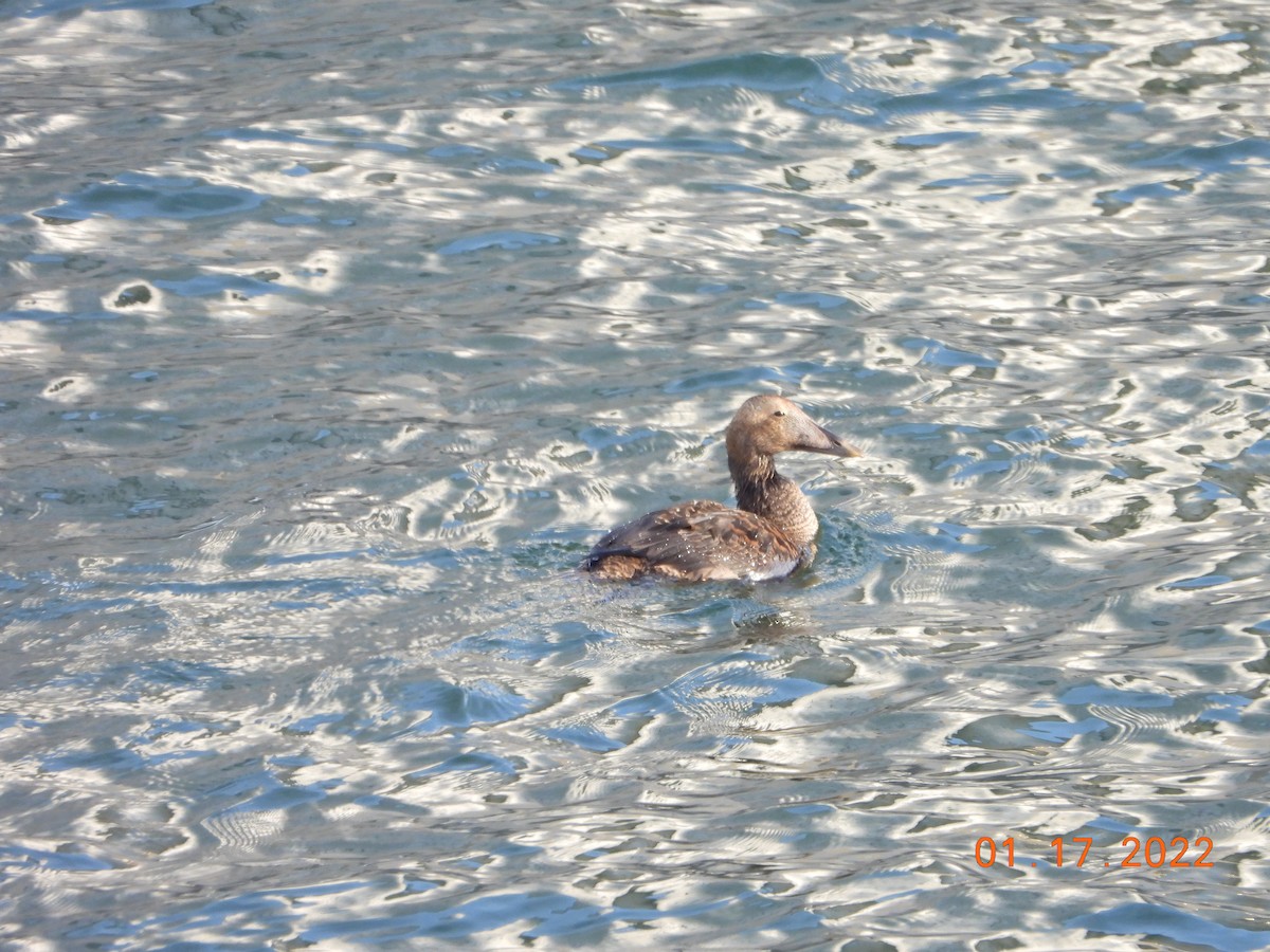 Common Eider - ML436831621