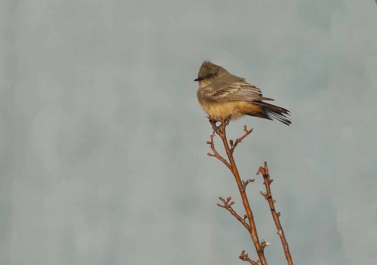 Say's Phoebe - Phillip Odum