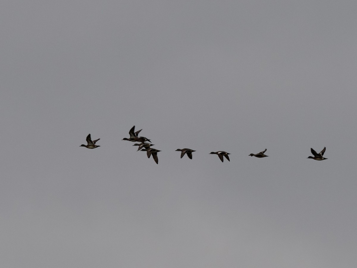 American Wigeon - ML436832061