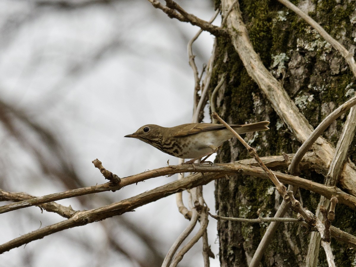 Hermit Thrush - ML436832361