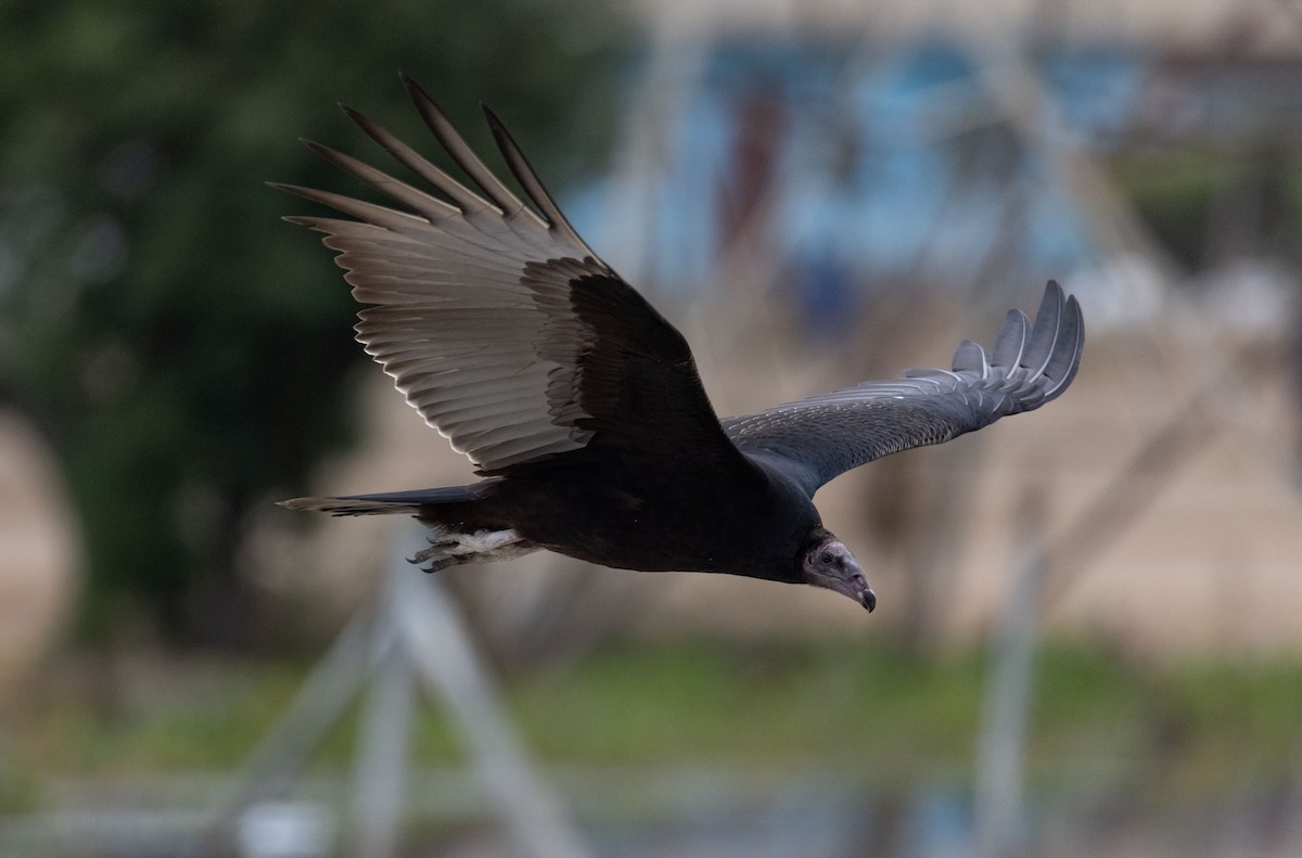 Black Vulture - Andres Arancibia