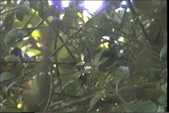busktanagarspurv (flavopectus gr.) - ML436834