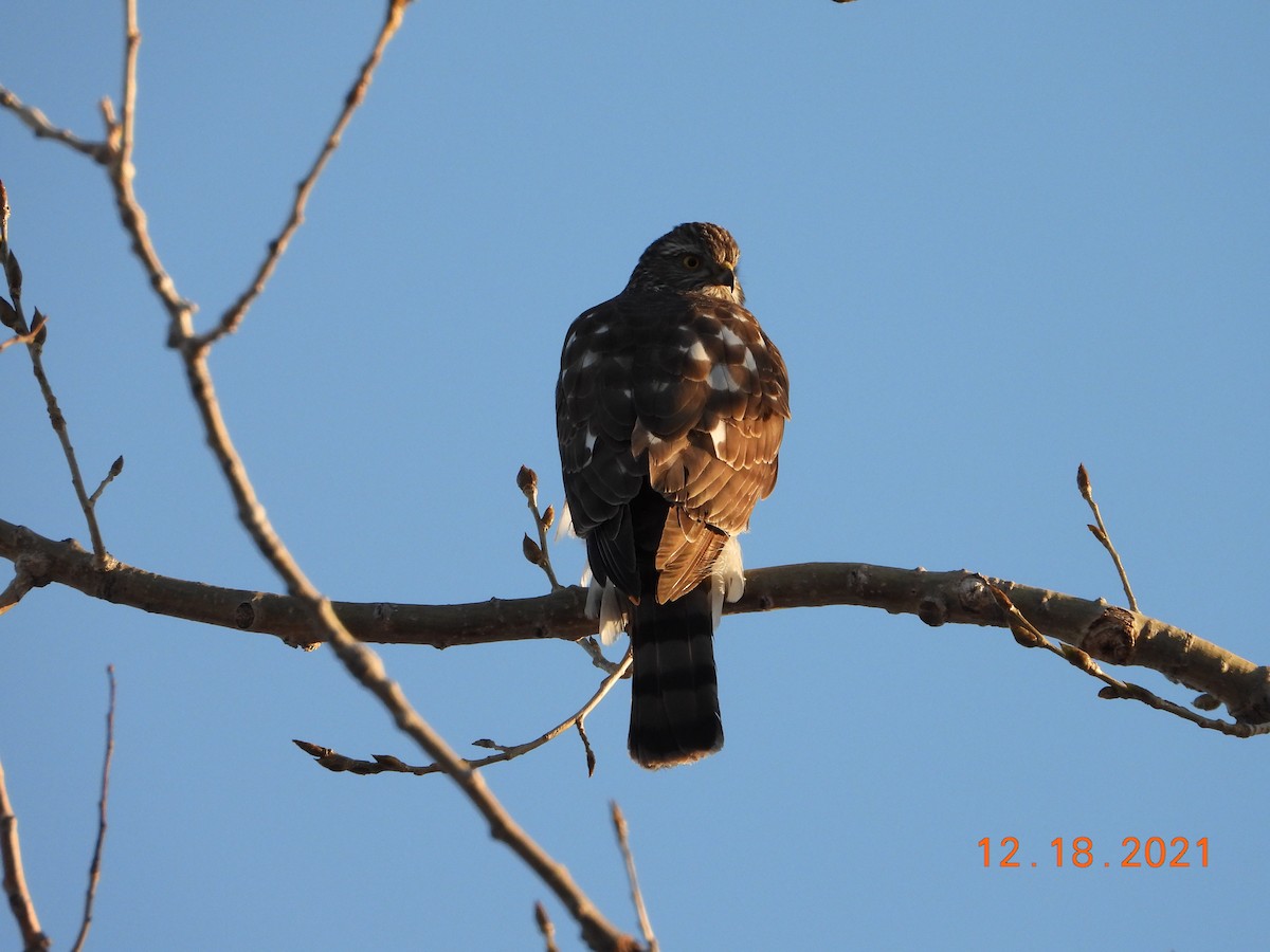 Sharp-shinned Hawk - ML436835801