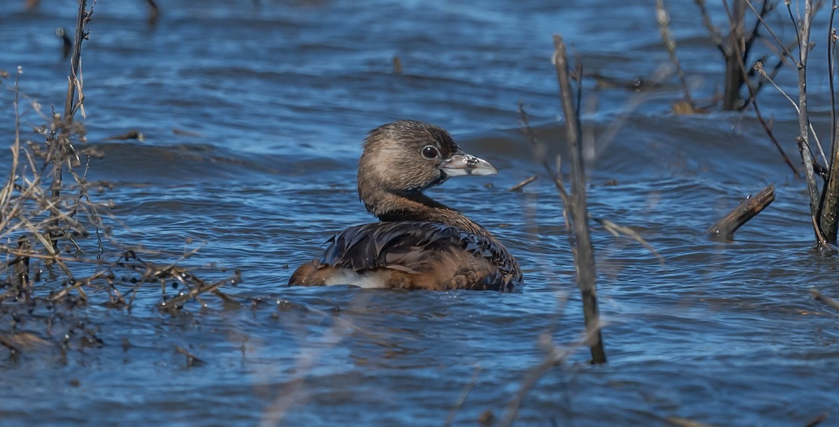 Pied-billed Grebe - ML436835891