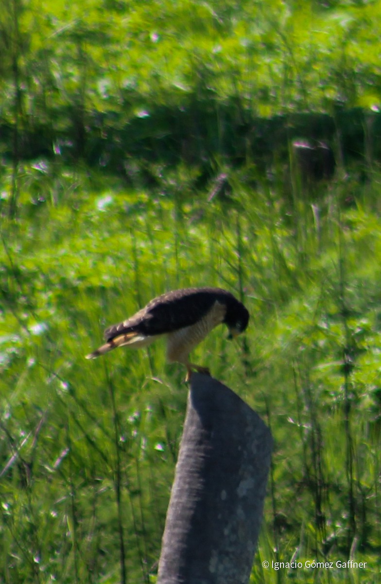 Roadside Hawk - ML436836211