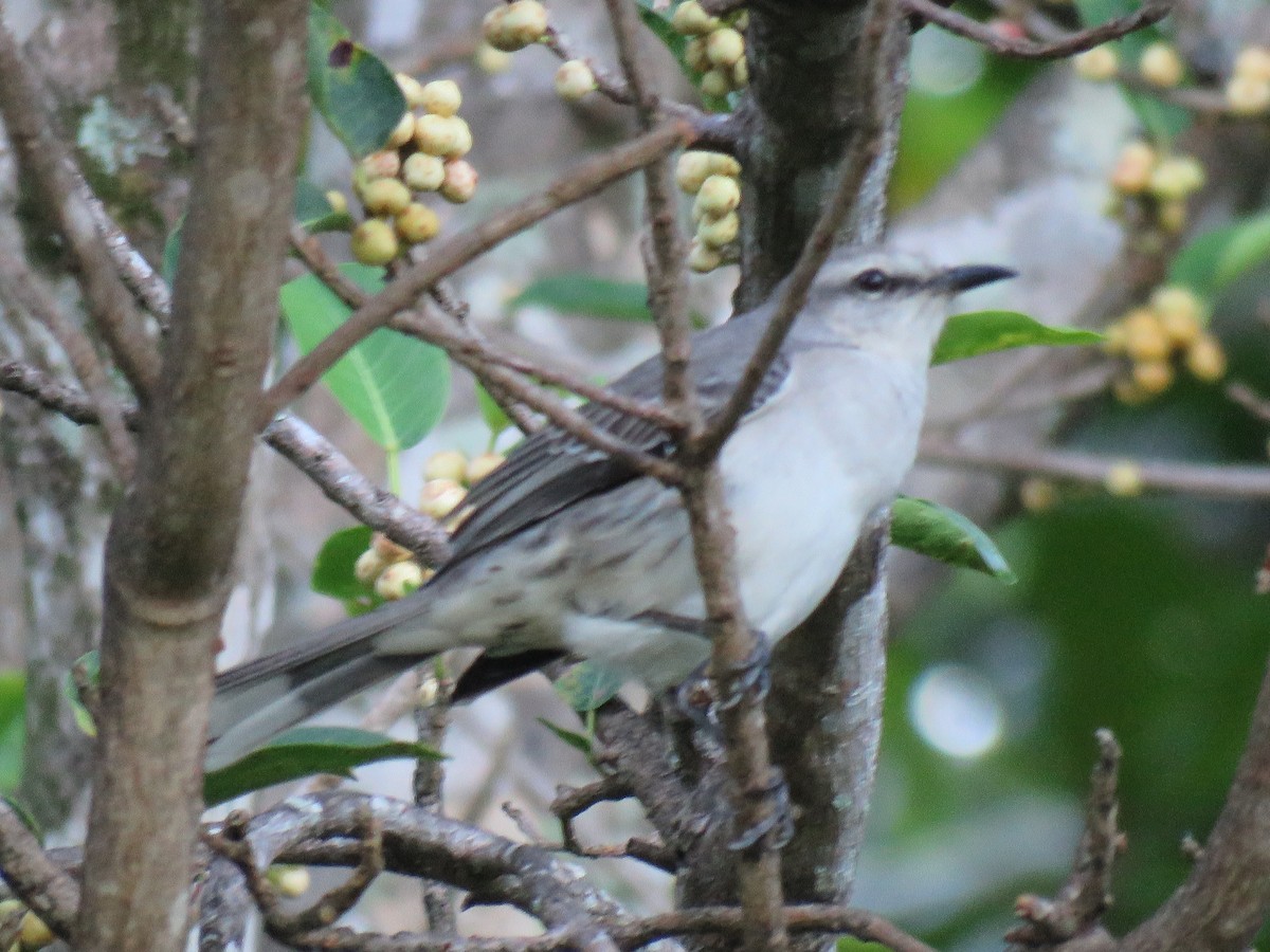 Tropical Mockingbird - ML43683651