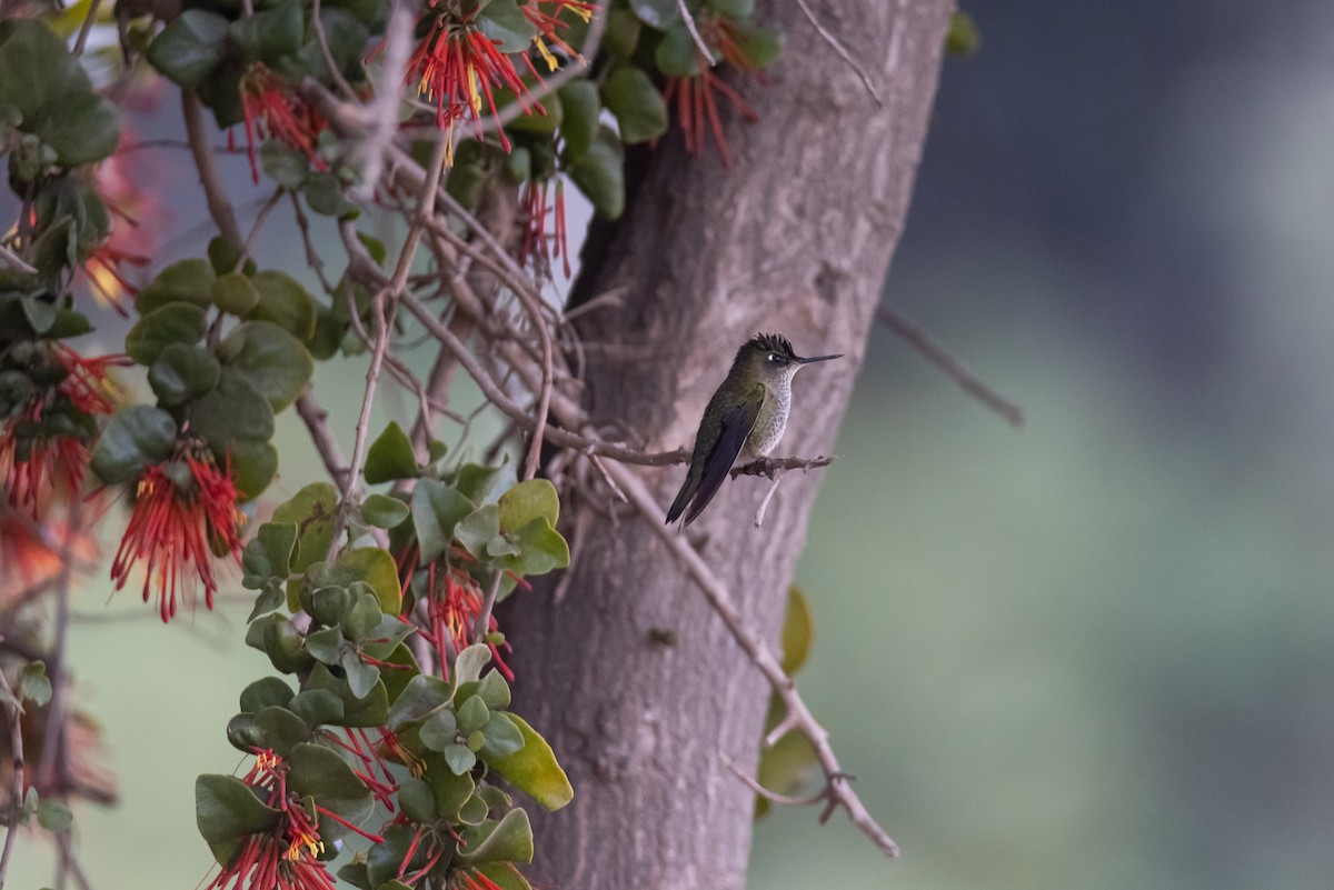 Green-backed Firecrown - ML436837811