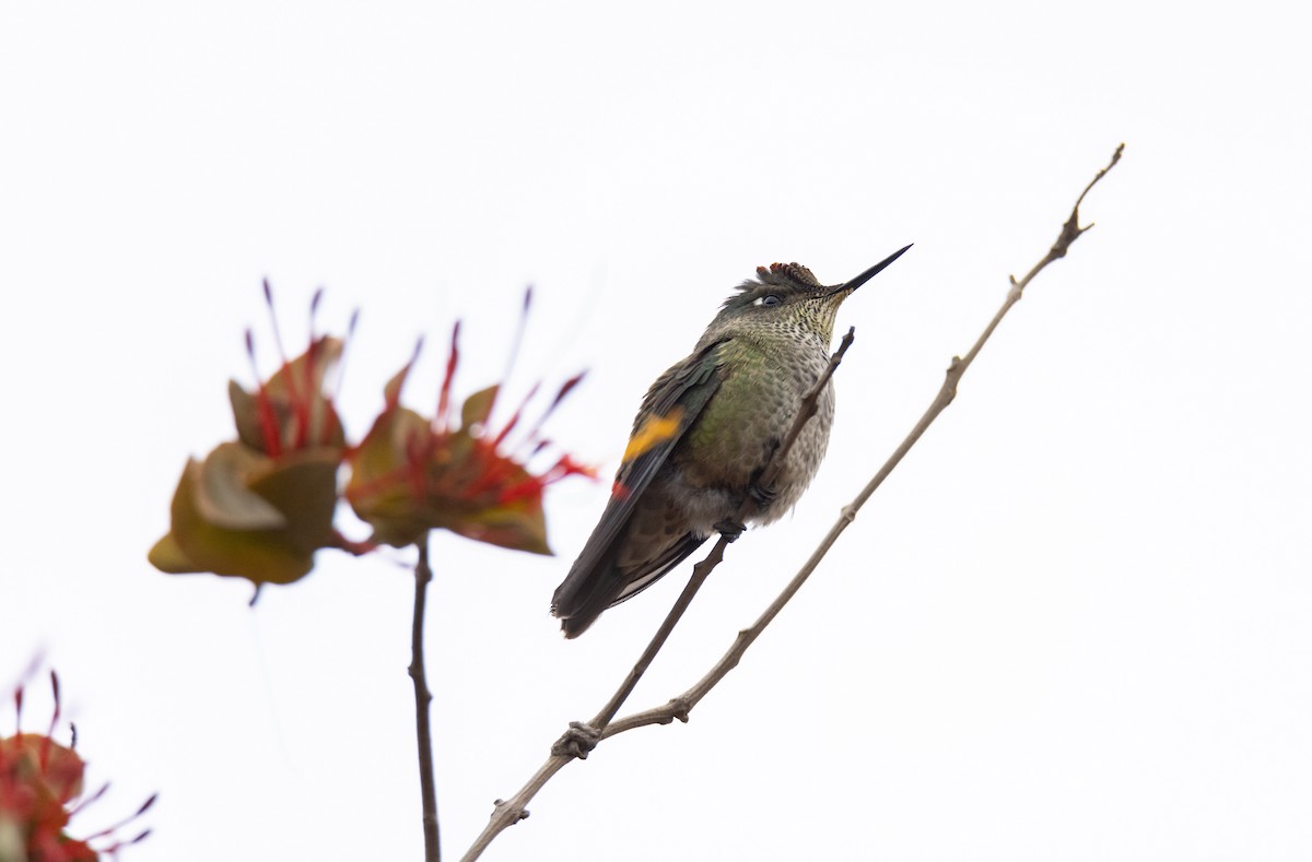 Green-backed Firecrown - ML436838041