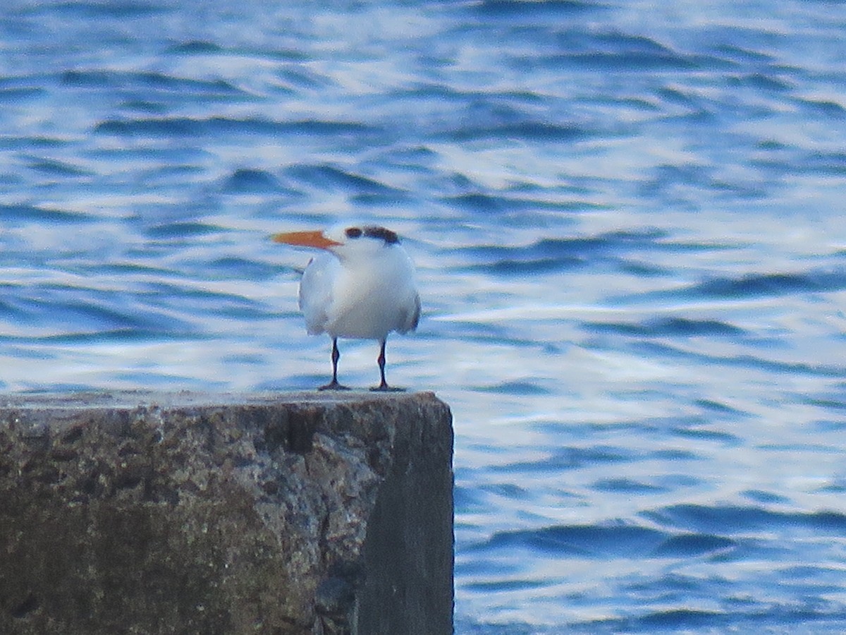 Royal Tern - ML43683821