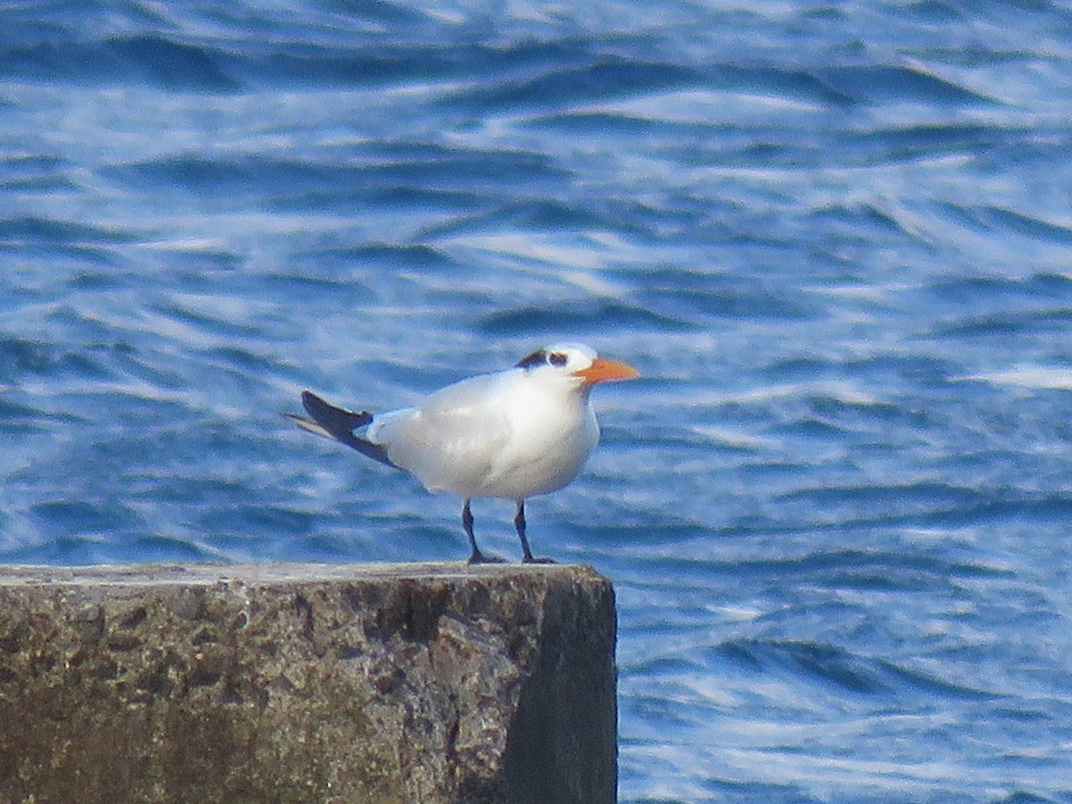 Royal Tern - ML43683831