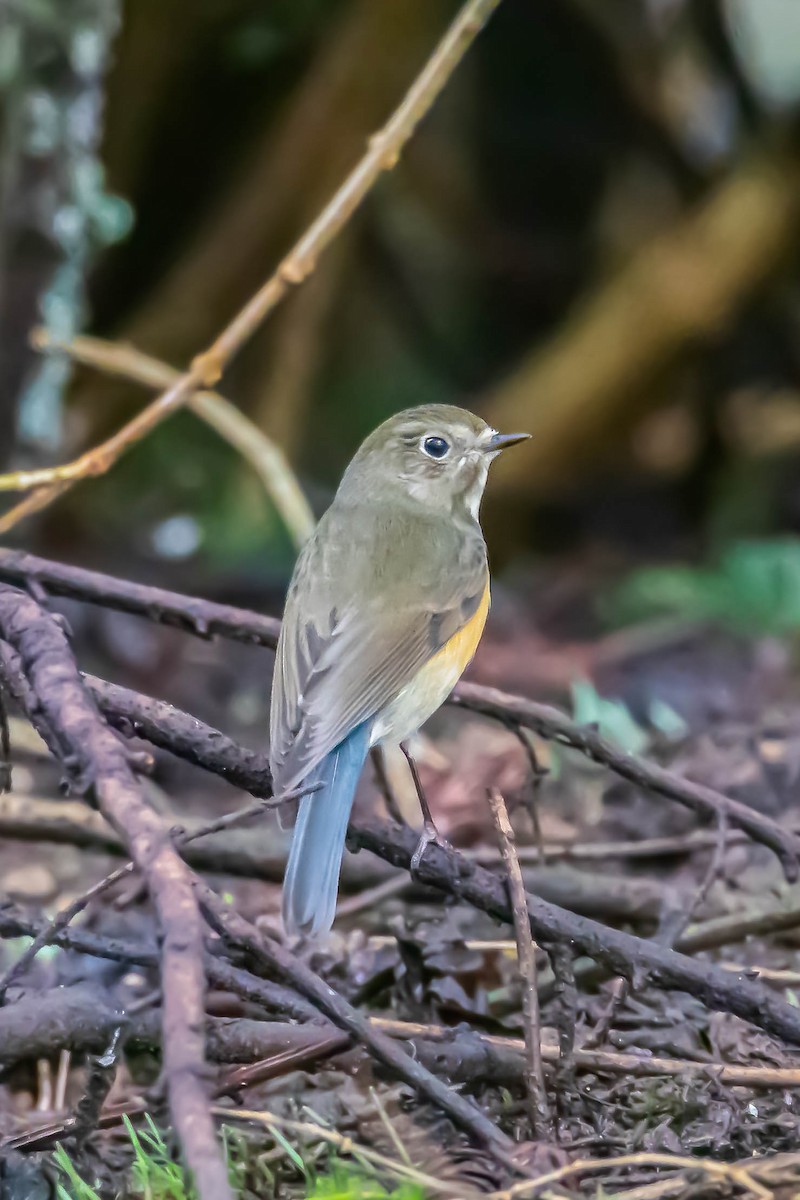 Red-flanked Bluetail - Nancy & Bill LaFramboise