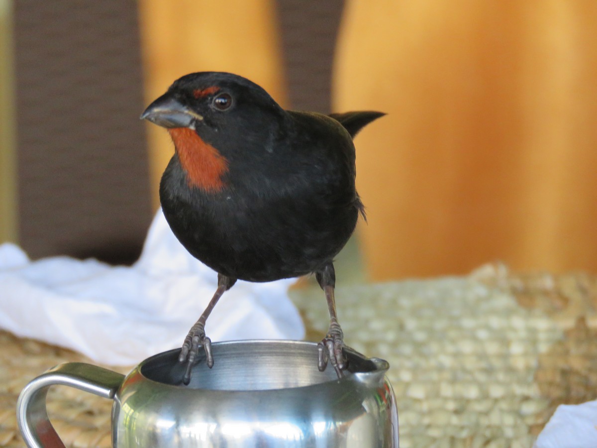 Lesser Antillean Bullfinch - Thomas Brooks