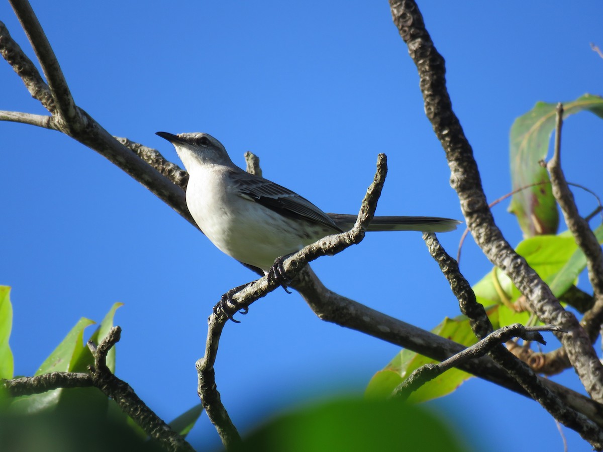 Tropical Mockingbird - ML43683991