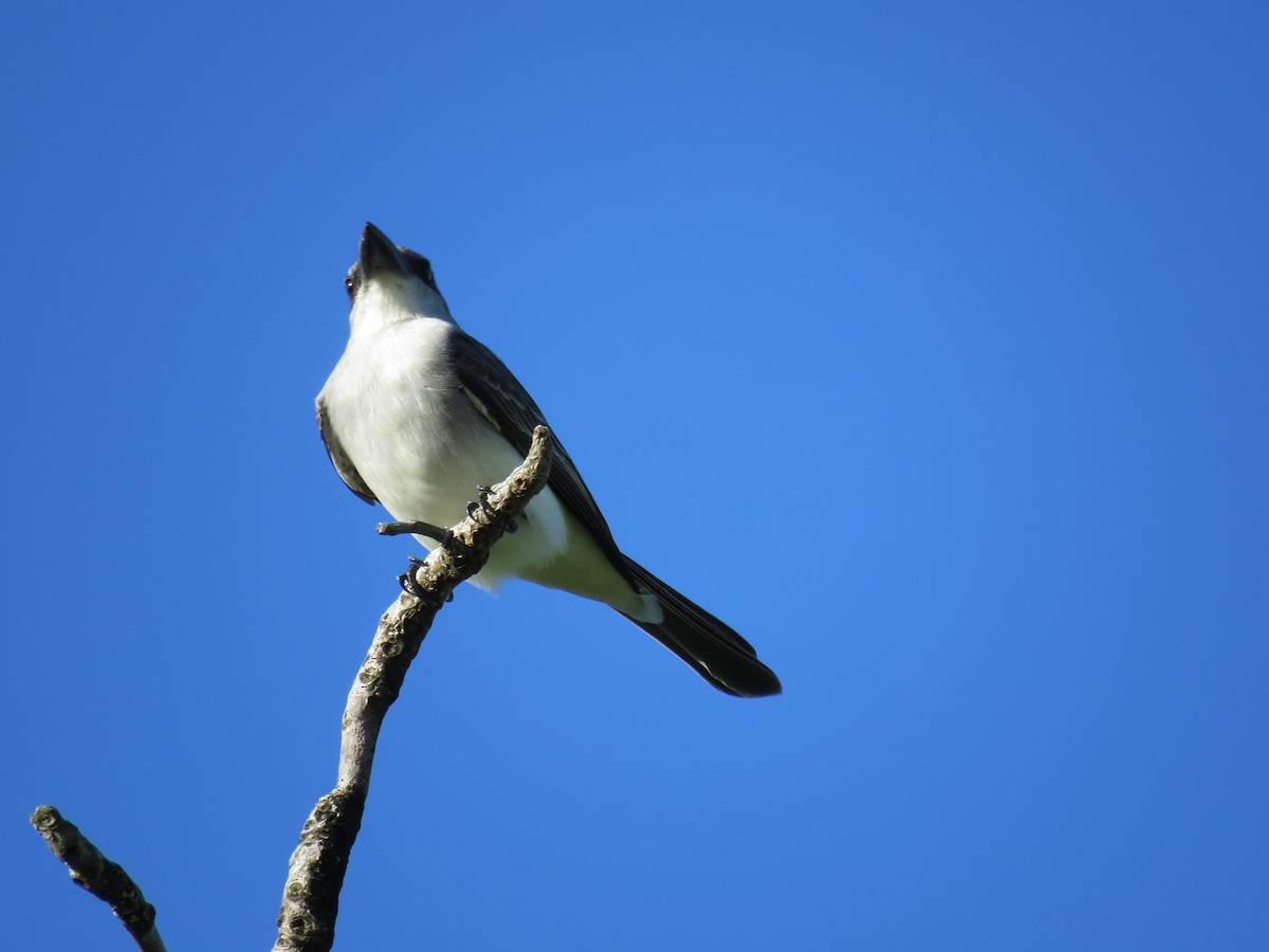 Gray Kingbird - ML43684011