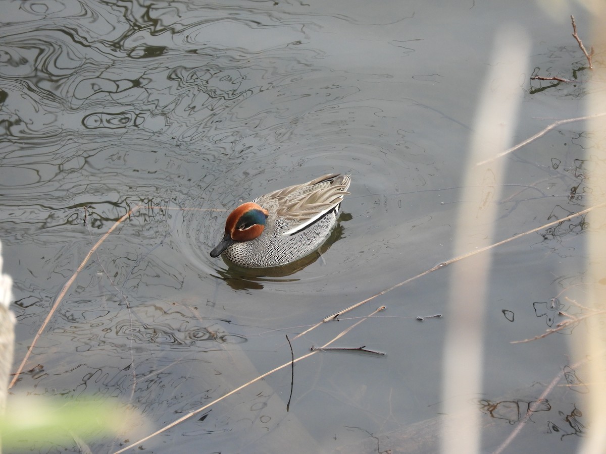 Green-winged Teal - ML436840541