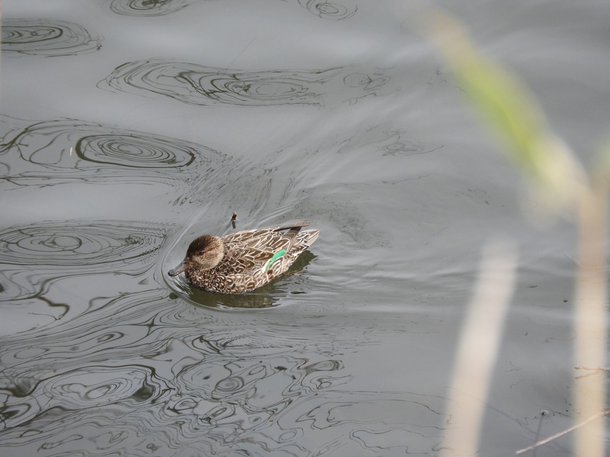 Green-winged Teal - ML436840621