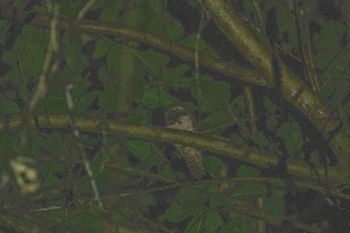 Blyth's Frogmouth (Blyth's) - ML436840901