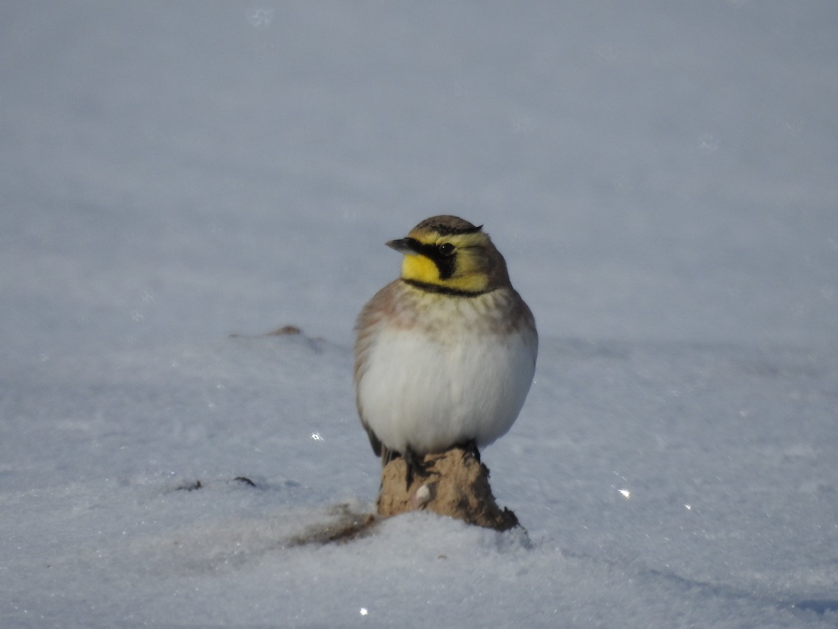 Horned Lark - ML43684221