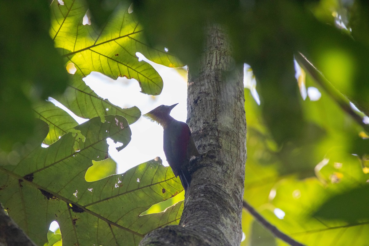 Checker-throated Woodpecker (Checker-throated) - ML436842221