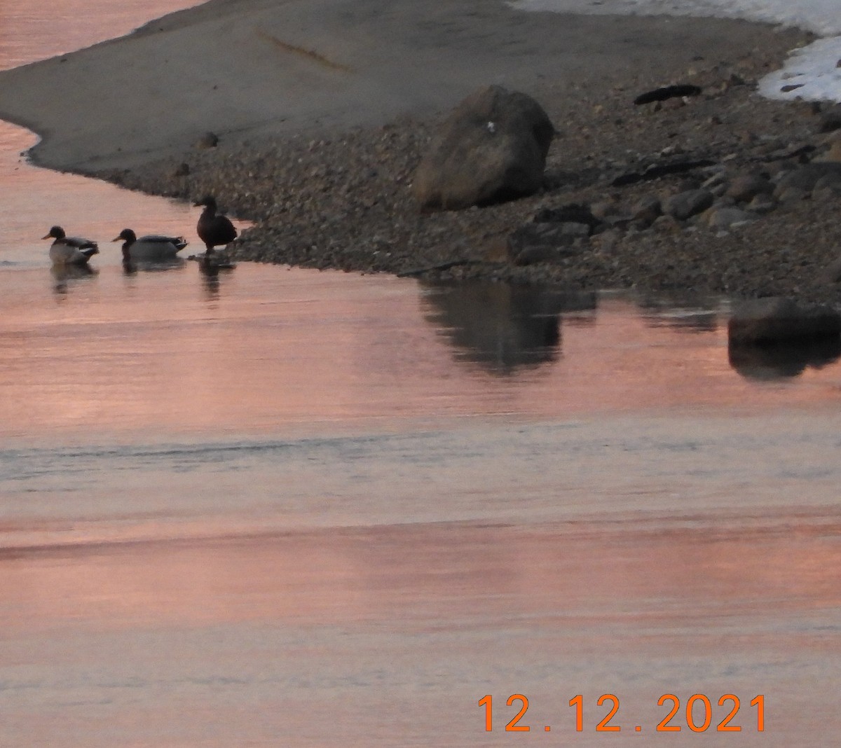 Common Eider - ML436842761