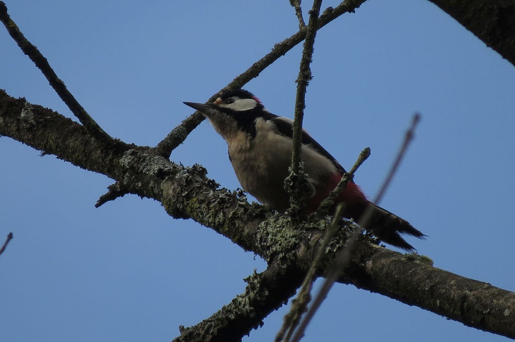 Great Spotted Woodpecker - ML43684351