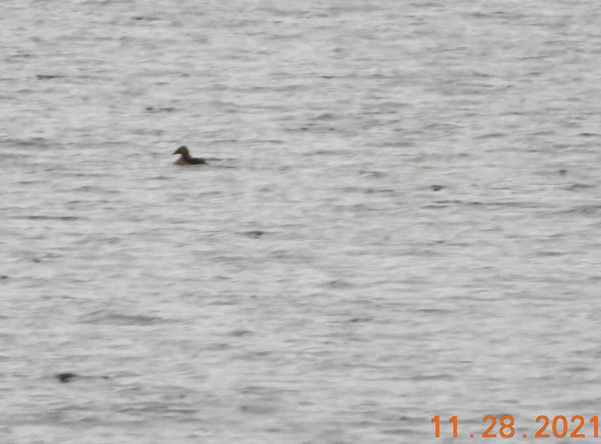 King Eider - Bob Anderson