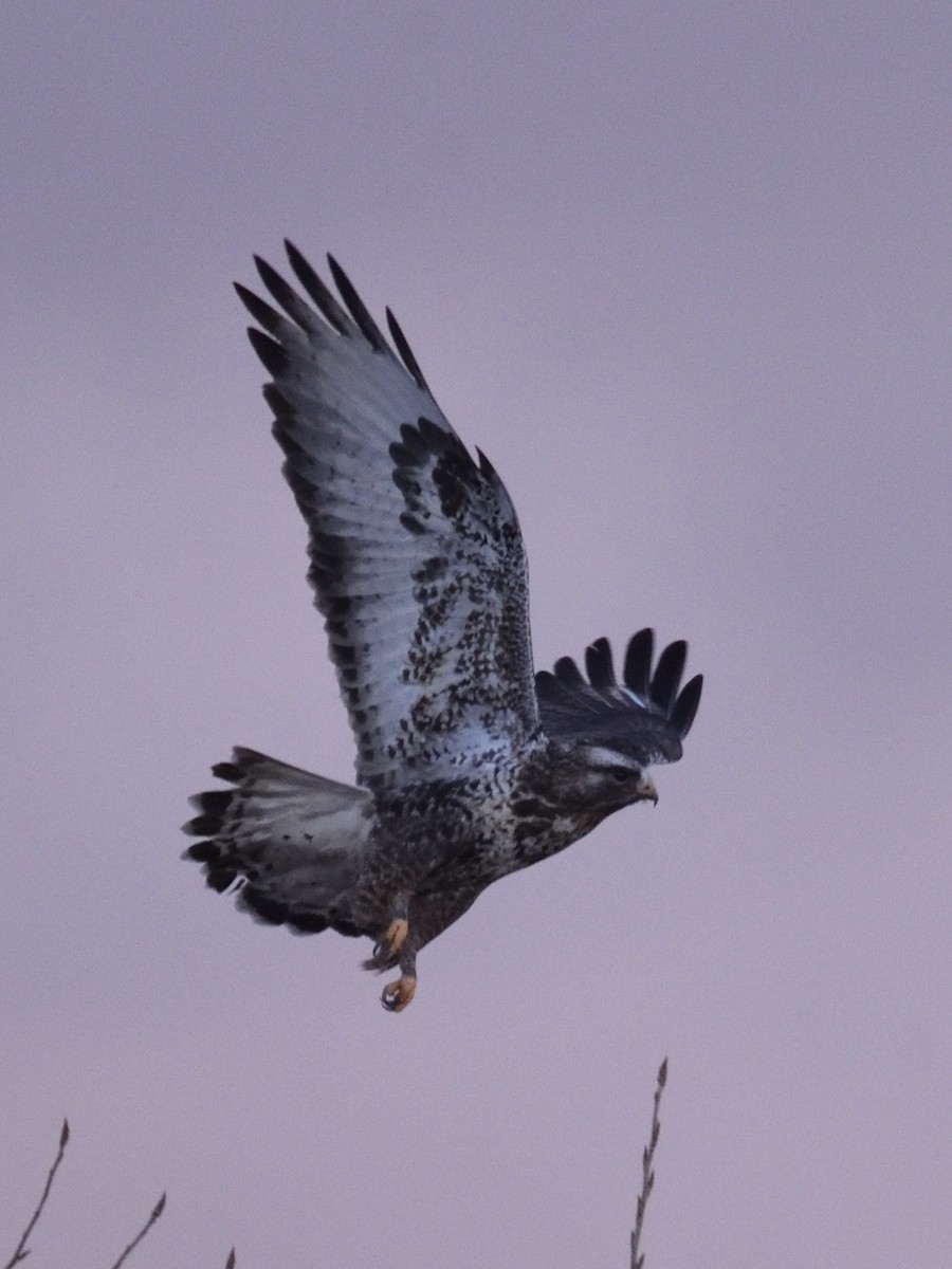 Rough-legged Hawk - Philippe Hénault