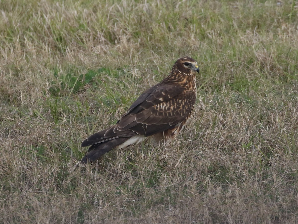 Northern Harrier - Steve Calver