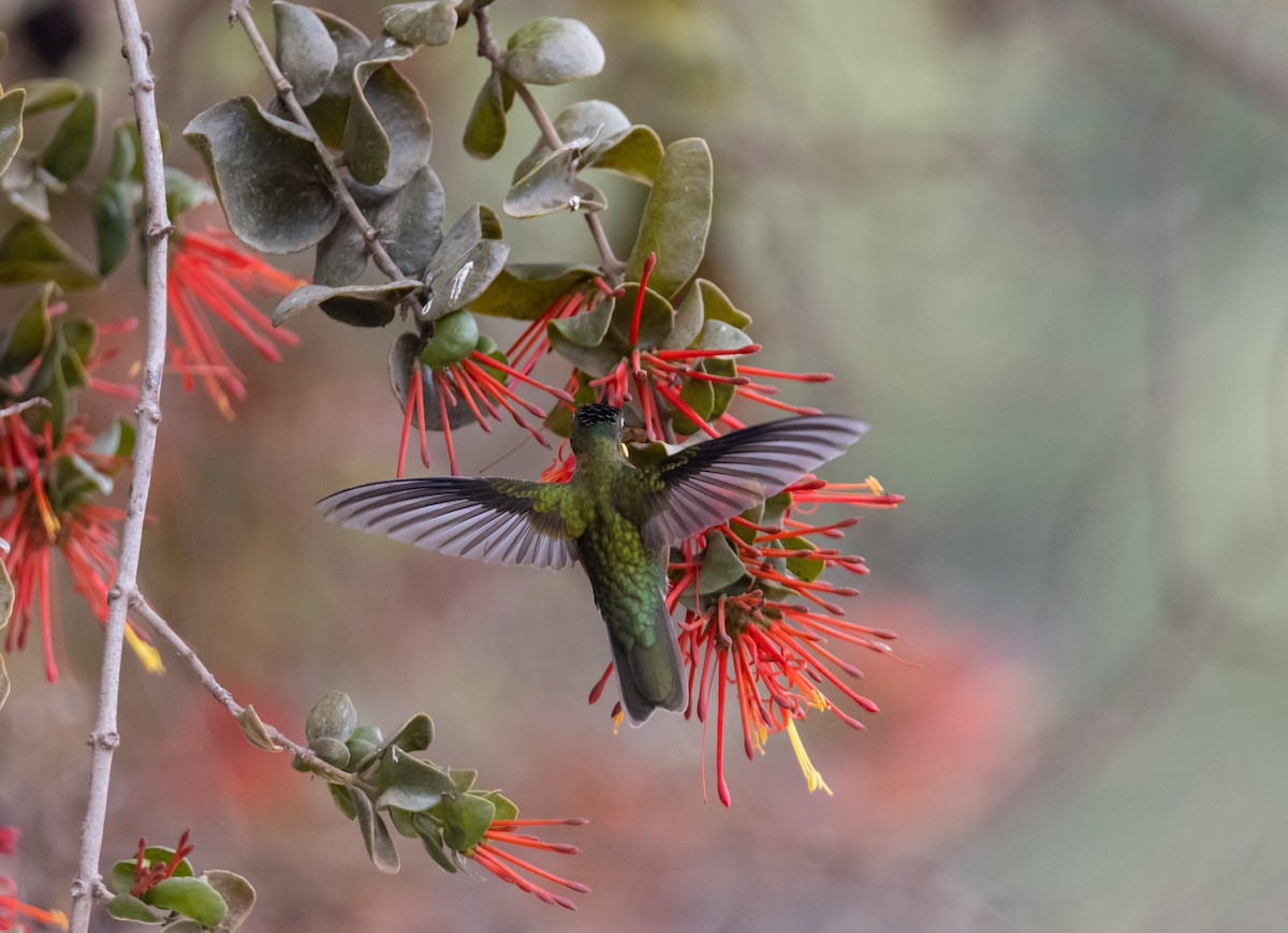 Green-backed Firecrown - ML436849081